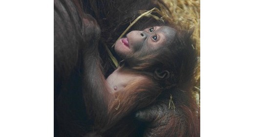 A precious gift for Twycross Zoo